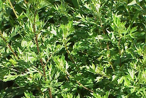 Illustration Artemisia vulgaris, Par TeunSpaans, via x 