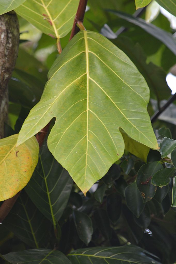 Illustration Artocarpus mariannensis, Par Origamikid, via wikimedia 