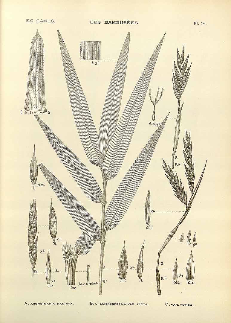 Illustration Arundinaria gigantea, Par Camus, E.G., bambuse&#769;es, Atlas (1913) Bambusées vol. 2 (1913), via plantillustrations 