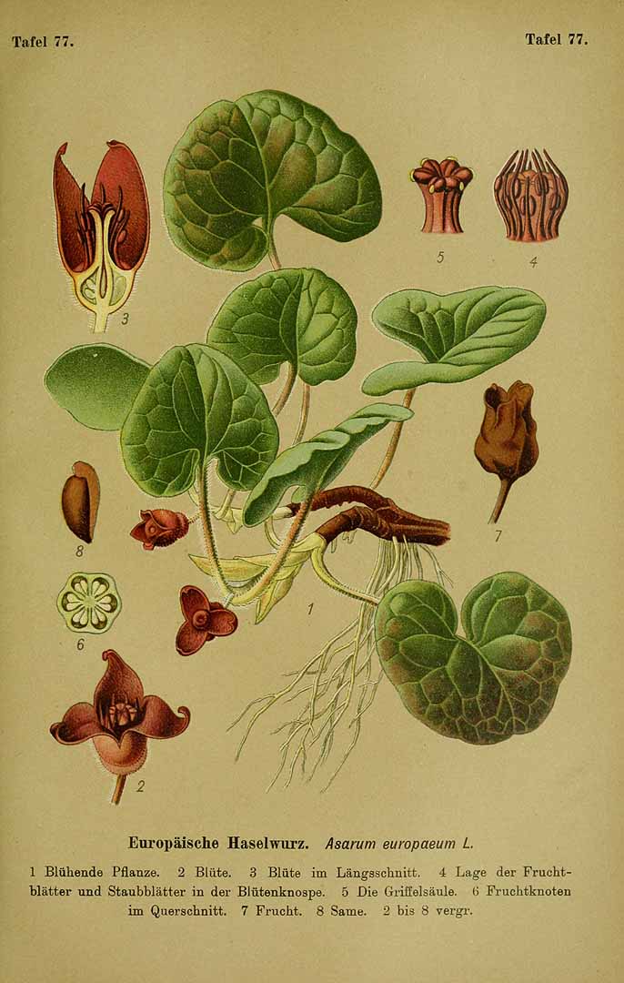 Illustration Asarum europaeum, Par Esser, P.H.H., Giftpflanzen Deutschlands (1910) Giftpfl. Deutschl., via plantillustrations 