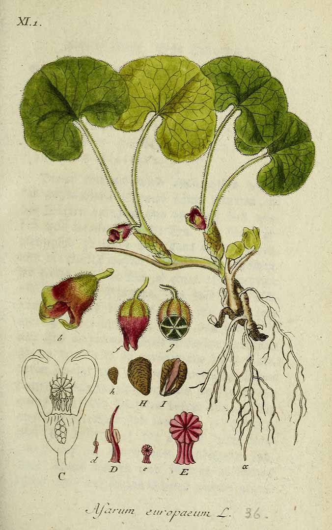 Illustration Asarum europaeum, Par Sturm, J., Sturm, J.W., Deutschlands flora (1798-1855) Deutschl. Fl. vol. 1 (1796), via plantillustrations 