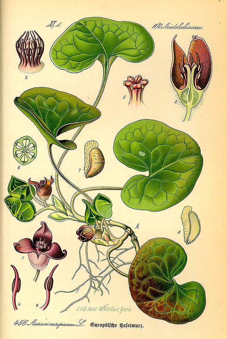 Illustration Asarum europaeum, Par Thomé, O.W., Flora von Deutschland Österreich und der Schweiz (1886-1889) Fl. Deutschl. vol. 3 (1885), via plantillustrations 