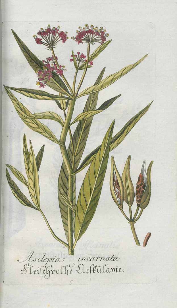 Illustration Asclepias incarnata, Par Plantarum indigenarum et exoticarum Icones ad vivum coloratae (1788-1794) ? vol. 4 (1791), via plantillustrations 