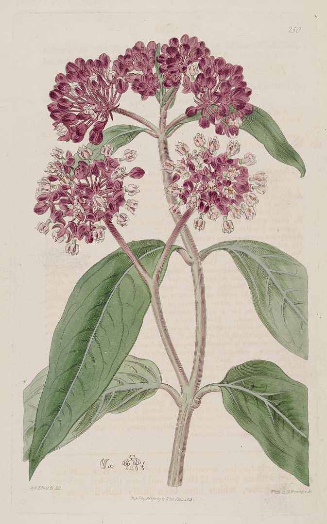 Illustration Asclepias incarnata, Par Edwards, S.T., Botanical Register (1815-1828) Bot. Reg. vol. 3 (1817), via plantillustrations 