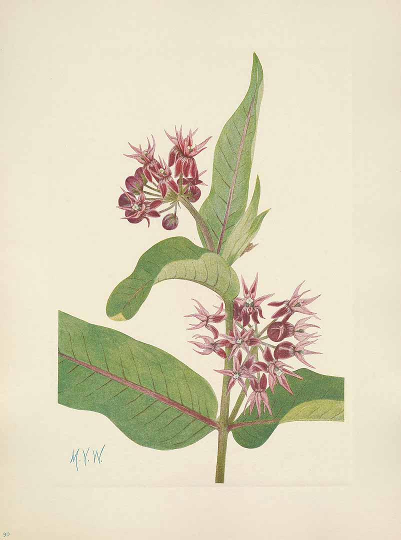Illustration Asclepias speciosa, Par Walcott, M.V., North American wild flowers (1925-1927) N. Amer. Wild Fl. vol. 2 , via plantillustrations 
