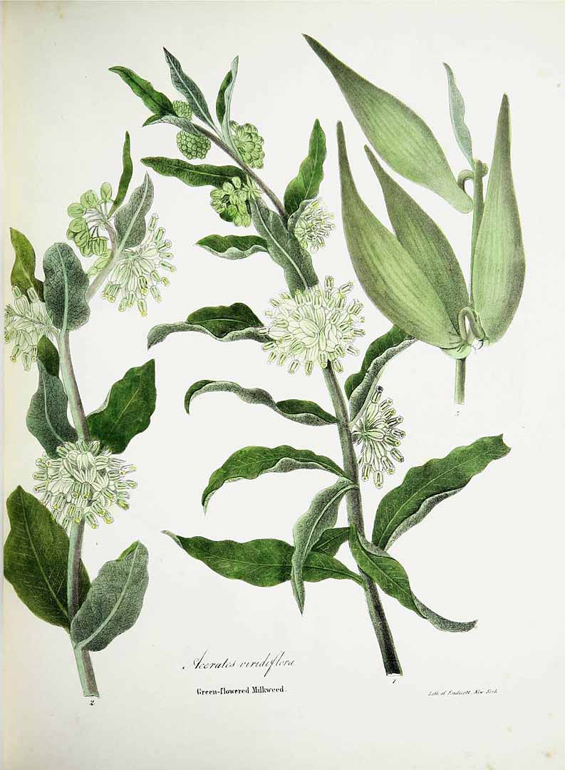 Illustration Asclepias viridiflora, Par Torrey, J., flora of the state of New York (handcoloured) (1843) Fl. New York [coloured version] vol. 2 (1843), via plantillustrations 