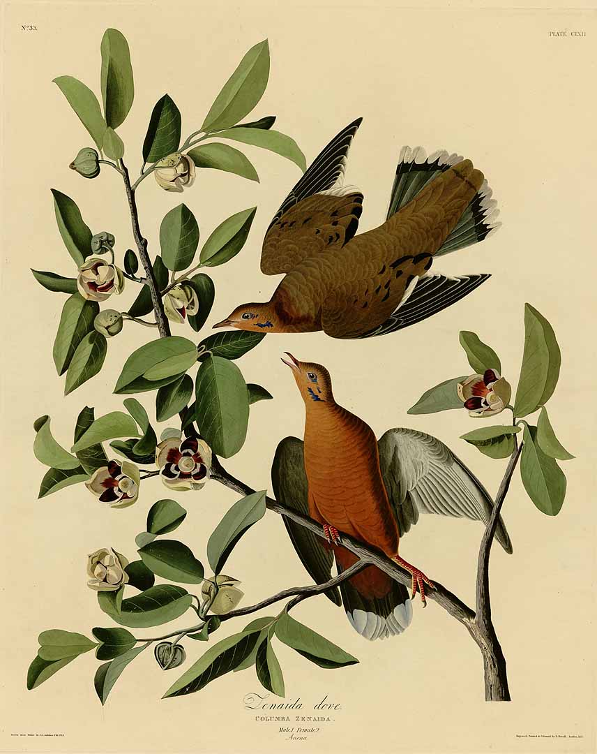 Illustration Asimina parviflora, Par Audubon, J.J., Birds of America [double elephant folio edition] (1826-1838), via plantillustrations 