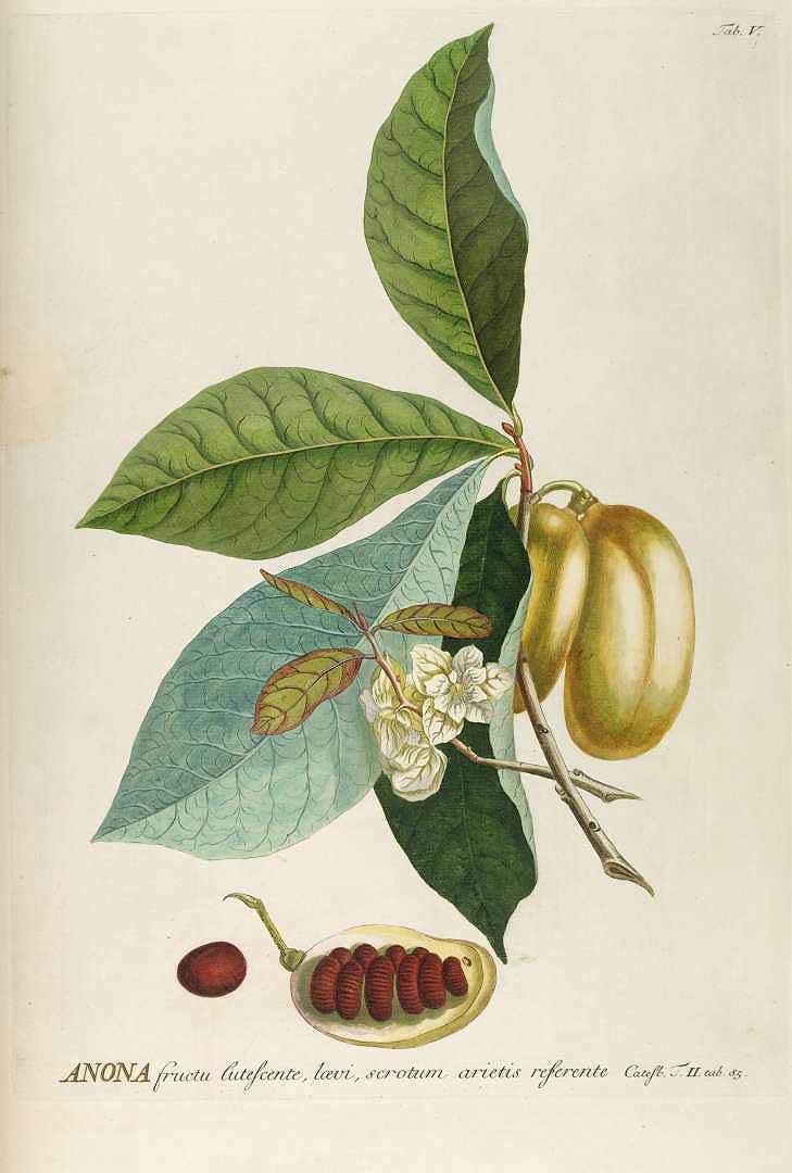 Illustration Asimina triloba, Par Trew, C.J., Ehret, G.D., Plantae selectae (1750-1773) Pl. Select. vol. 1 (1750), via plantillustrations 