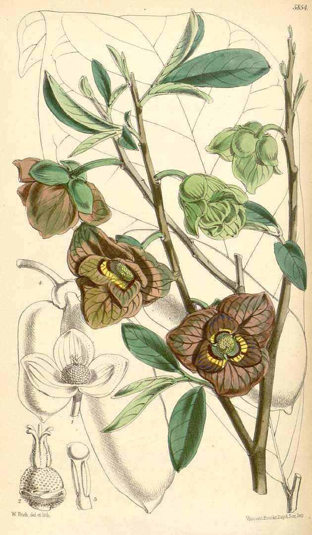 Illustration Asimina triloba, Par Curtis, W., Botanical Magazine (1800-1948) Bot. Mag. vol. 96 (1870), via plantillustrations 