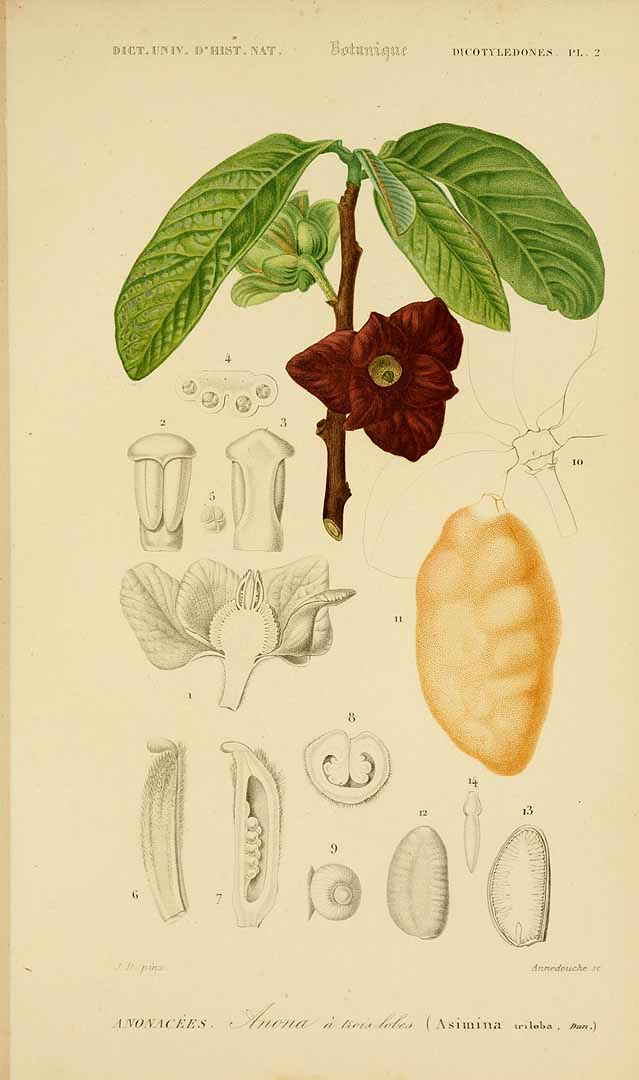 Illustration Asimina triloba, Par Orbigny, C.V.D. d? , Dictionnaire universel d?histoire naturelle, plates vol. 3 (1841-1849) Dict. Univ. Hist. Nat., via plantillustrations 
