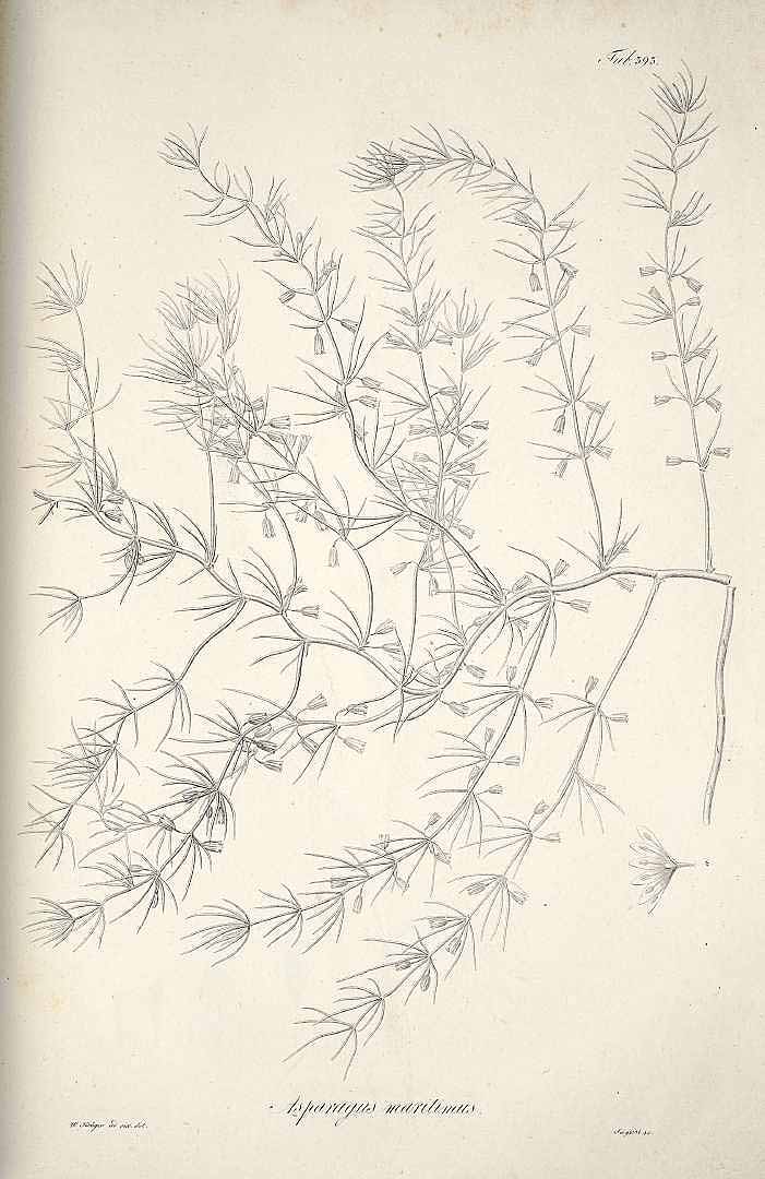 Illustration Asparagus trichophyllus, Par Ledebour, C.F. von, Icones plantarum novarum vel imperfecte cognitarum floram Rossicam (1829-1835) Icon. Pl. (Ledebour) vol. 4 (1833), via plantillustrations 