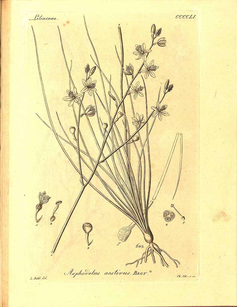 Illustration Asphodelus aestivus, Par Reichenbach, H.G.L., Iconographia botanica seu plantae criticae (1823-1832) Iconogr. Bot. Pl. Crit., via plantillustrations 