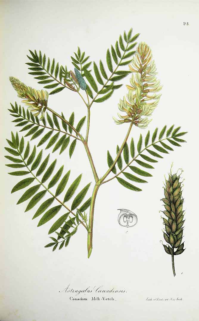 Illustration Astragalus canadensis, Par Torrey, J., flora of the state of New York (handcoloured) (1843) Fl. New York [coloured version] vol. 1 (1843), via plantillustrations 