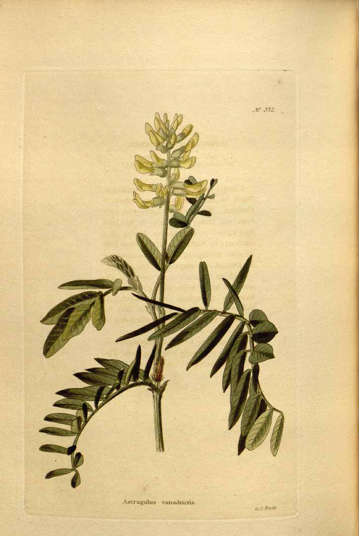 Illustration Astragalus canadensis, Par Loddiges, C.L., botanical cabinet [C. Loddiges] (1817-1833) Bot. Cab. vol. 4 (1819), via plantillustrations 