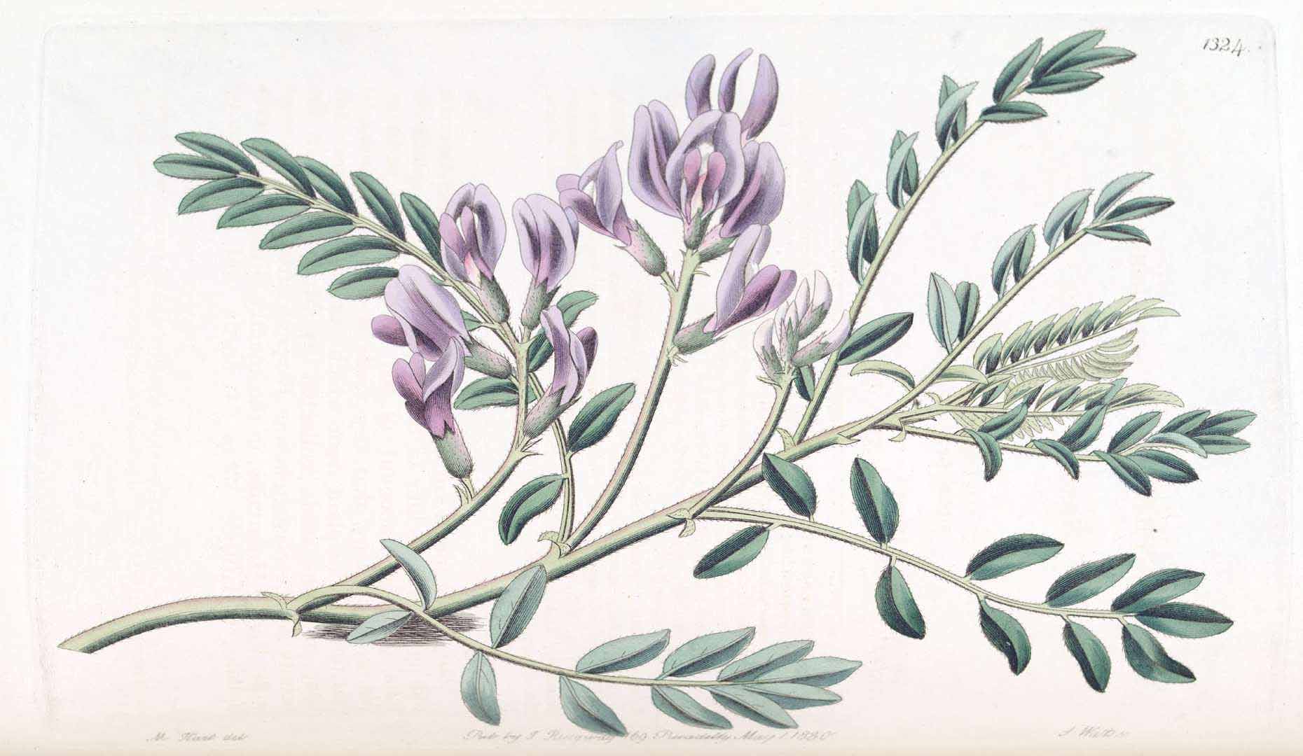 Illustration Astragalus crassicarpus, Par Lindley, J., Edwards?s Botanical Register (1829-1847) Edwards?s Bot. Reg. vol. 16 (1830), via plantillustrations 