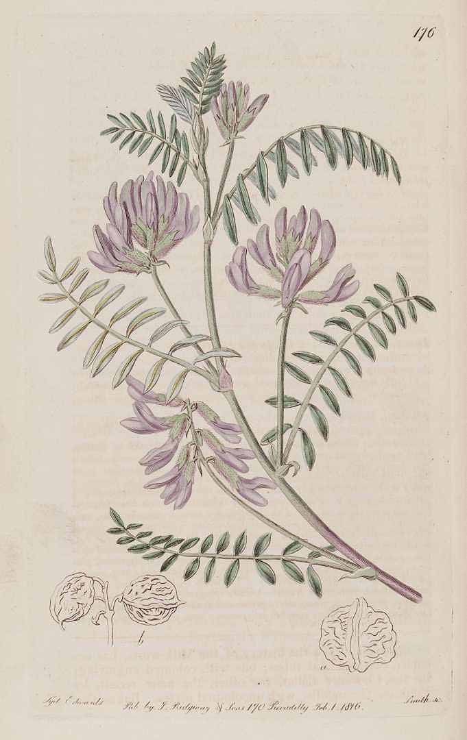 Illustration Astragalus crassicarpus, Par Edwards, S.T., Botanical Register (1815-1828) Bot. Reg. vol. 2 (1816), via plantillustrations 