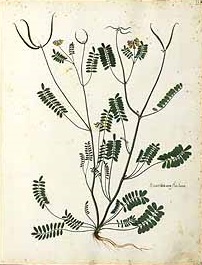 Illustration Astragalus hamosus, Par Aldrovandi, U., tavole acquerellate di Ulisse Aldrovandi Tav. Acquerel. Ulisse Alsrovandi vol. 2 , via plantillustrations 