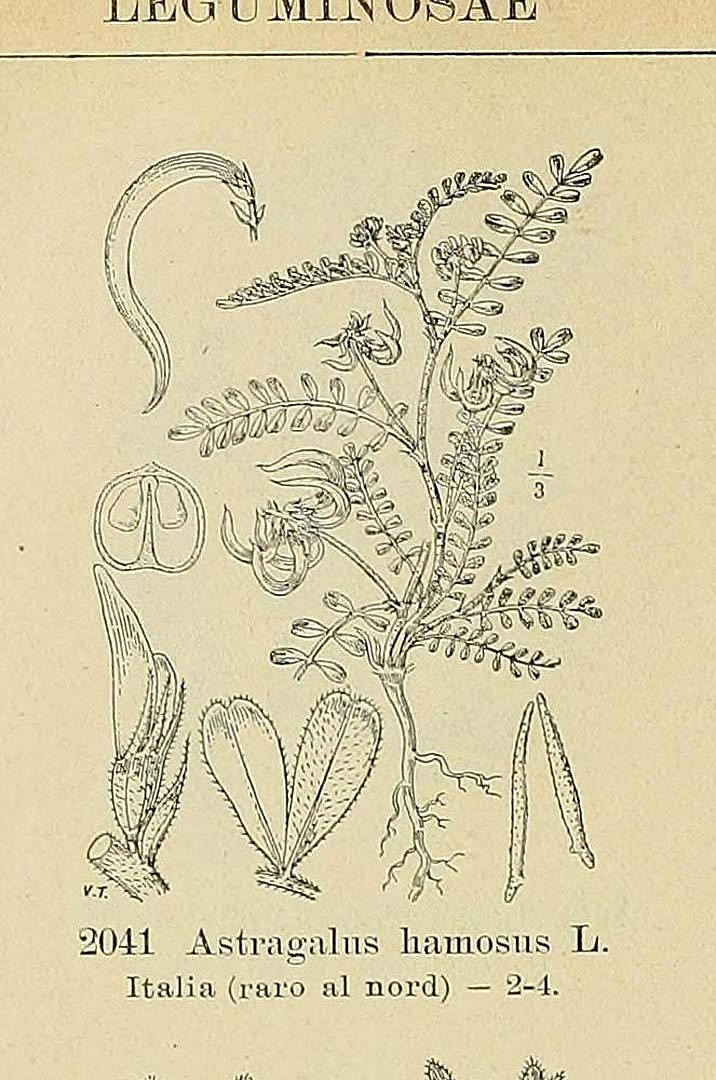 Illustration Astragalus hamosus, Par Fiori, A., Paoletti, G., Iconographia florae italicae (1895-1904) Iconogr. Fl. Ital., via plantillustrations 