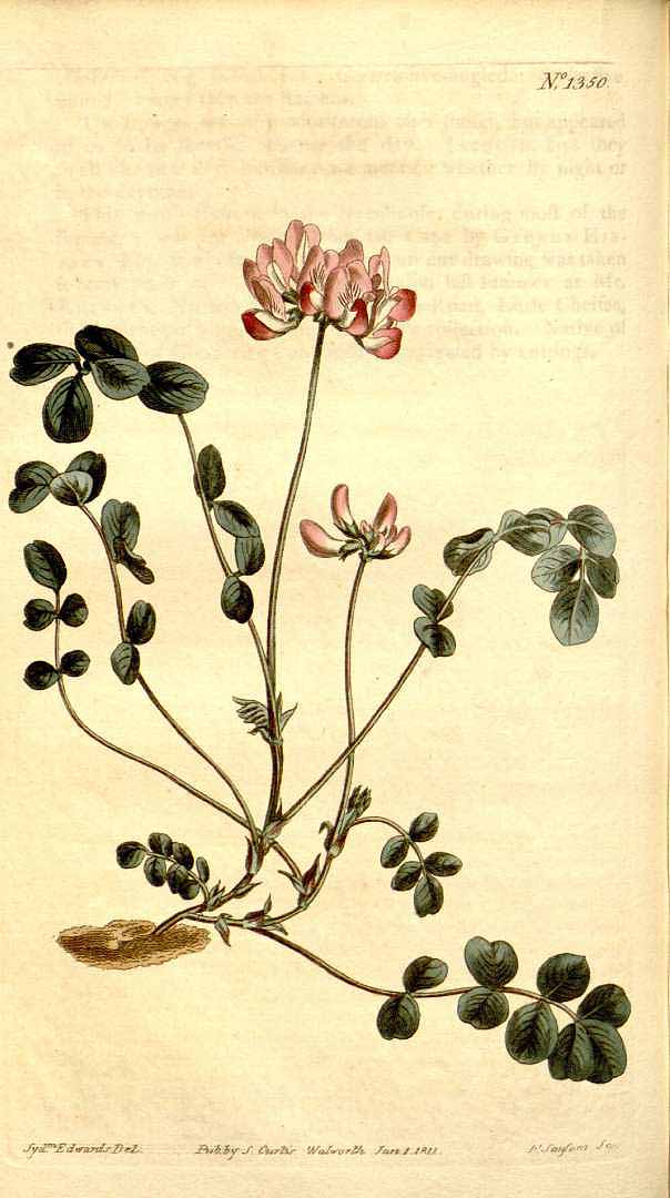 Illustration Astragalus sinicus, Par Curtis, W., Botanical Magazine (1800-1948) Bot. Mag. vol. 33 (1811), via plantillustrations 