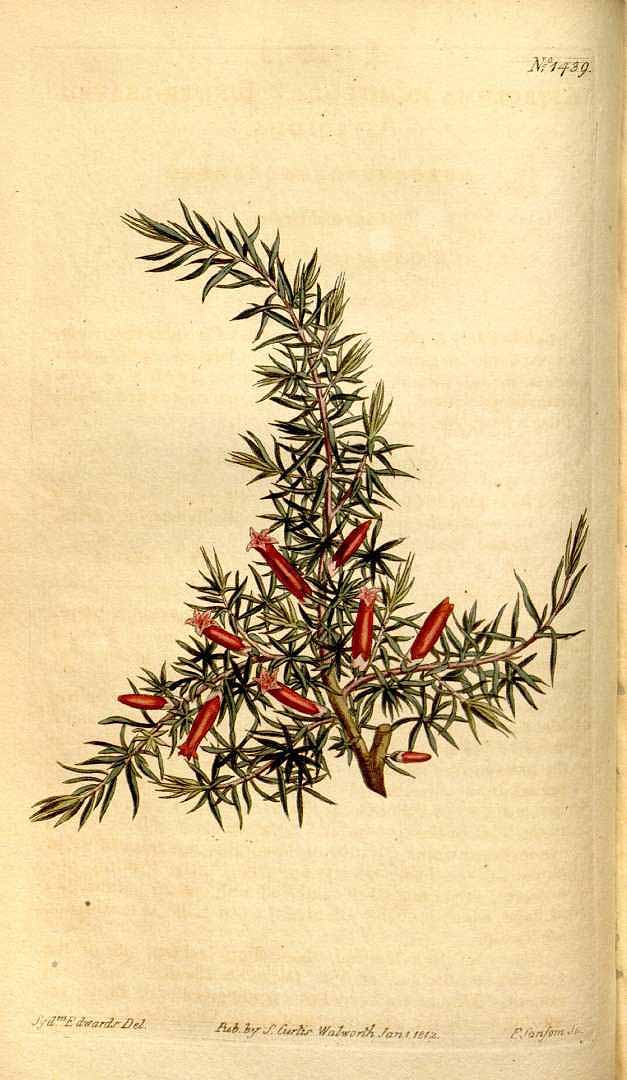 Illustration Astroloma humifusum, Par Curtis, W., Botanical Magazine (1800-1948) Bot. Mag. vol. 35 (1812), via plantillustrations 