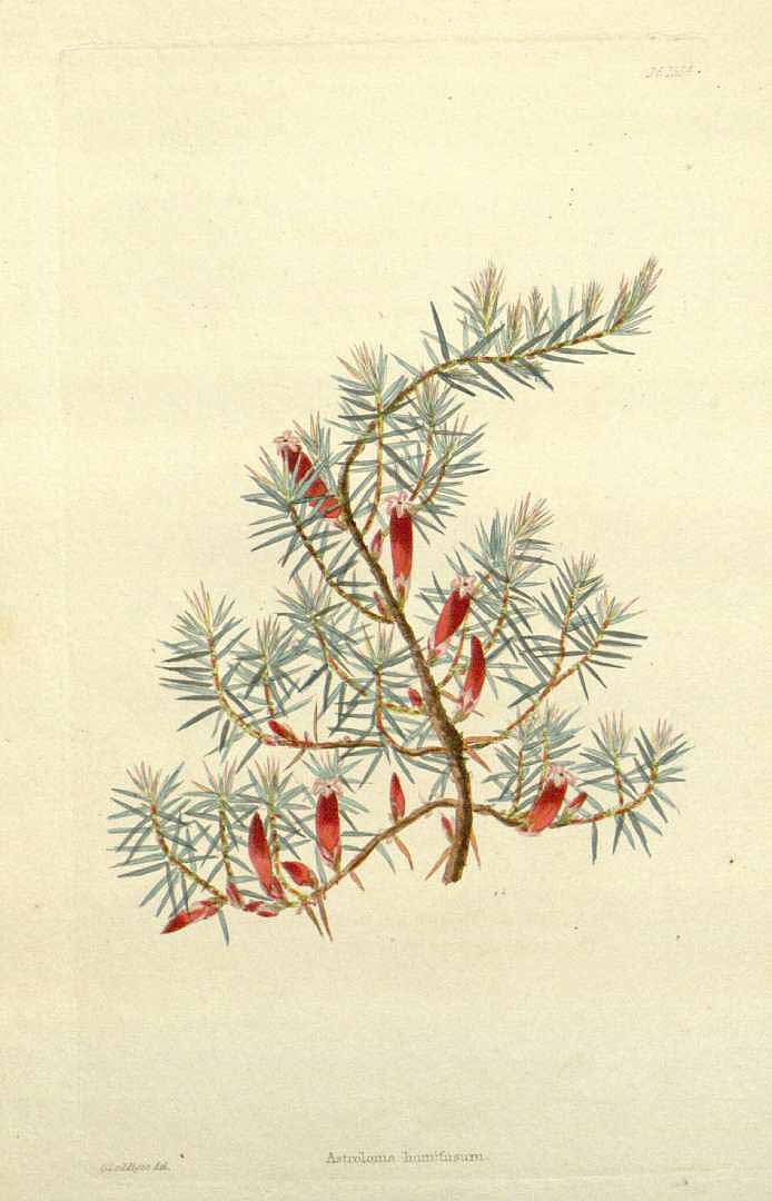 Illustration Astroloma humifusum, Par Loddiges, C.L., botanical cabinet [C. Loddiges] (1817-1833) Bot. Cab. vol. 16 (1829), via plantillustrations 