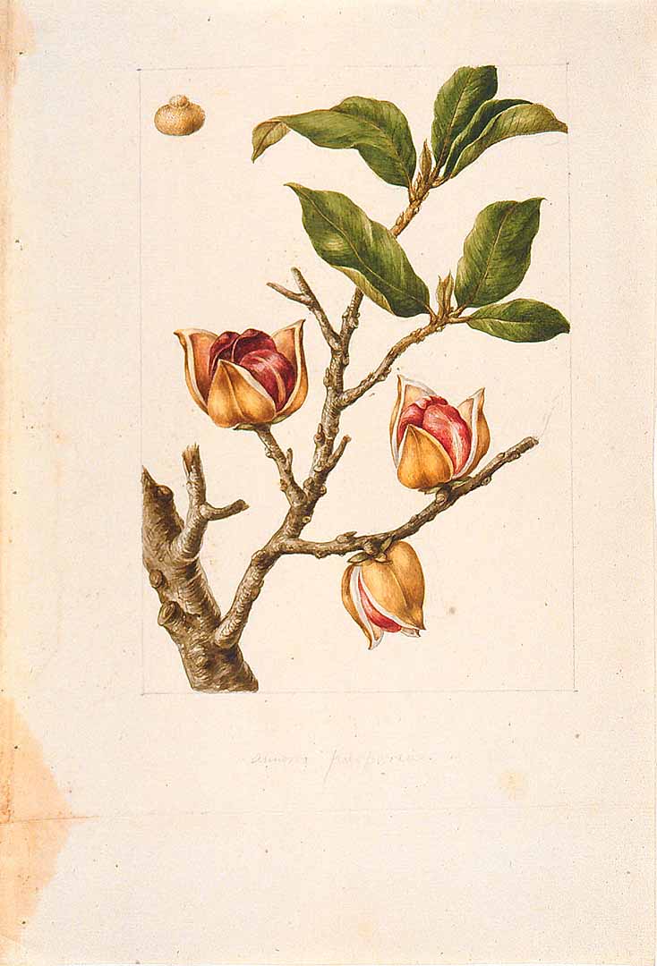 Illustration Annona purpurea, Par Sessé, M., Mociño, M., Drawings from the Spanish Royal Expedition to New Spain (1787?1803) (1787-1803) Draw. Roy. Exped. New Spain (1787), via plantillustrations 