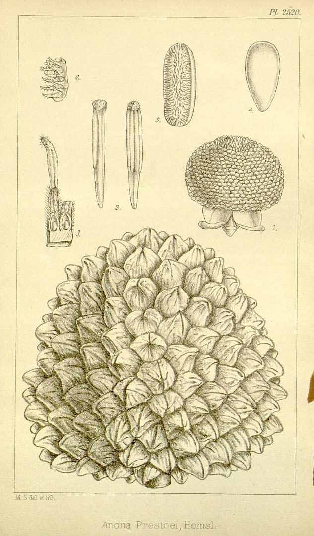 Illustration Annona purpurea, Par Hooker, W.J., Hooker, J.D., Icones Plantarum [Hooker?s Icones plantarum] (1837-1922) Icon. Pl. vol. 26 (1899), via plantillustrations 