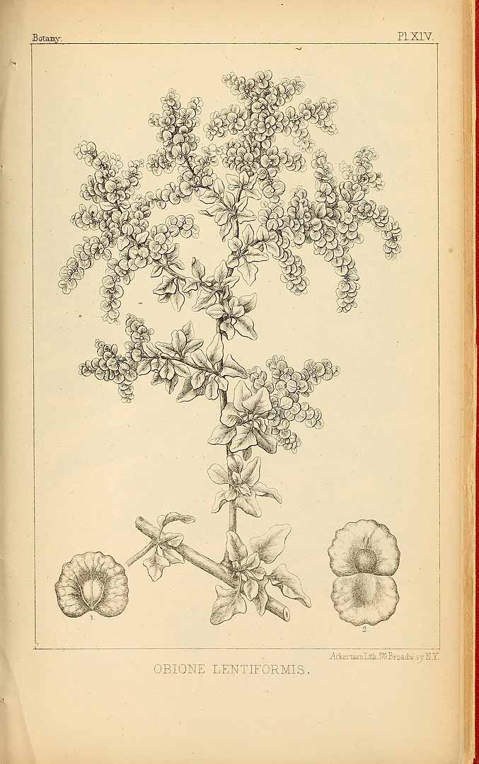 Illustration Atriplex lentiformis, Par Torrey, J., Sitgreave, L., Report of an expedition down the Zuni and Colorado rivers (1853)  (1853), via plantillustrations 