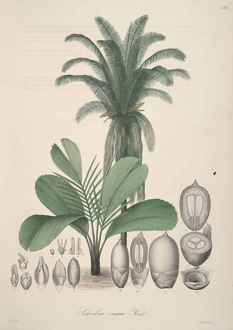 Illustration Attalea butyracea, Par Karsten, G.K.W.H., Florae Columbiae (1858-1869) Fl. Colomb. vol. 2 (1862), via plantillustrations 
