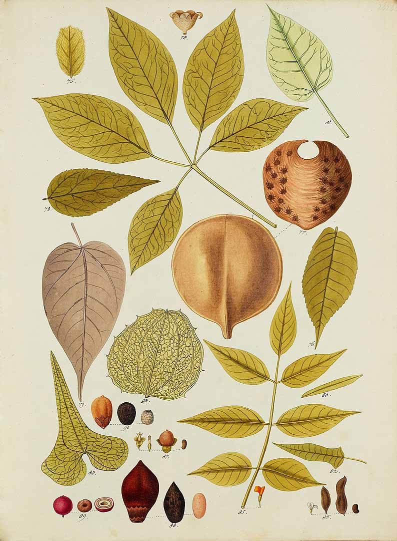 Illustration Attalea butyracea, Par Jacquin, N.J. von, Selectarum stirpium Americanarum historia (2nd -luxury- ed.) [New York Botanical Garden] (1780-1781) Select. Stirp. Amer. Hist., ed. 1780-1781, via plantillustrations 