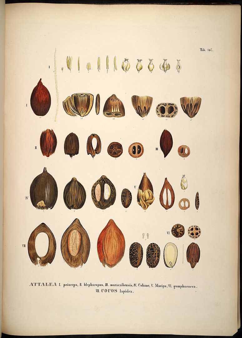 Illustration Attalea butyracea, Par Martius, C.F.P. von, Historia Naturalis Palmarum (1823-1853) Hist. Nat. Palm. vol. 3 (1850), via plantillustrations 