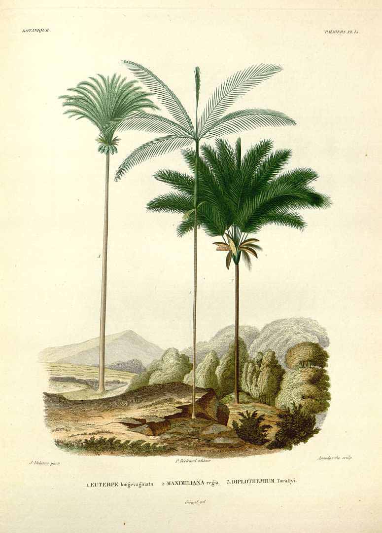 Illustration Attalea maripa, Par Orbigny, A.D. d?, Voyage dans l?Amérique Méridionale (1835-1847) Voy. Amer. Mér. vol. 7(3): , via plantillustrations 