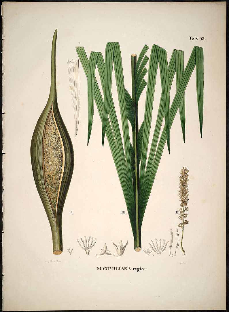 Illustration Attalea maripa, Par Martius, C.F.P. von, Historia Naturalis Palmarum (1823-1853) Hist. Nat. Palm. vol. 2 (1839), via plantillustrations 