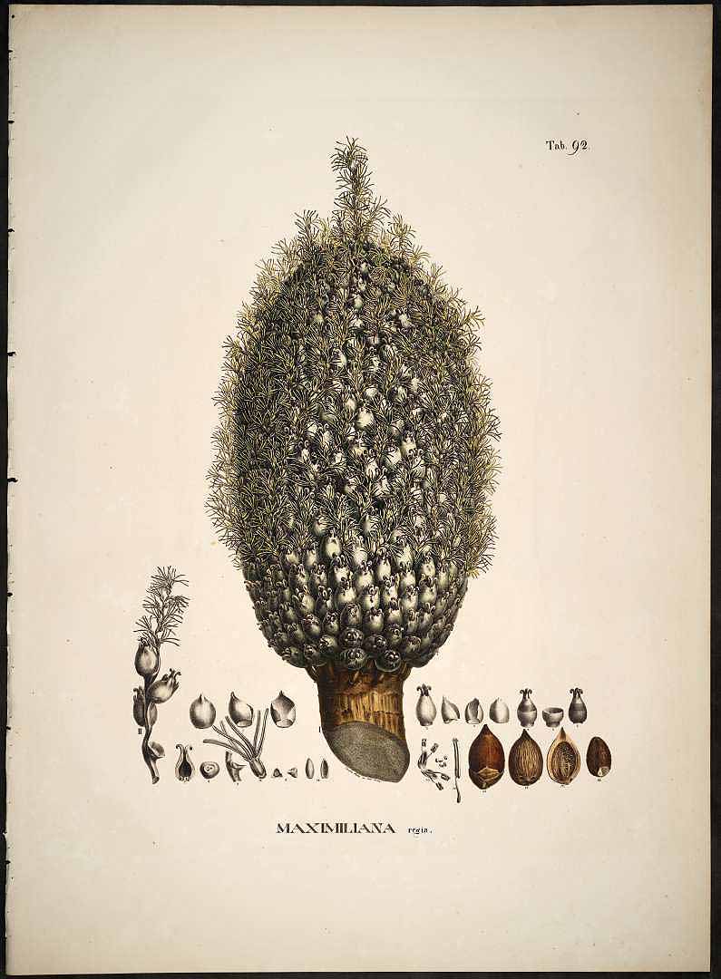 Illustration Attalea maripa, Par Martius, C.F.P. von, Historia Naturalis Palmarum (1823-1853) Hist. Nat. Palm. vol. 2 (1839), via plantillustrations 
