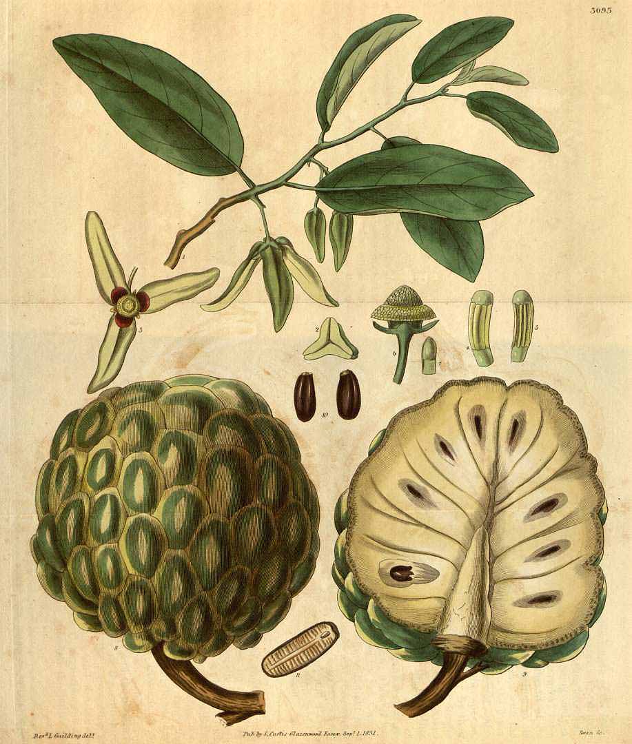 Illustration Annona squamosa, Par Curtis, W., Botanical Magazine (1800-1948) Bot. Mag. vol. 58 (1831), via plantillustrations 