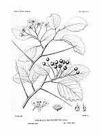 Illustration Crataegus champlainensis, Par Sargent C.S. (The Silva of North America, vol. 13: t. 689, 1898) [C.E. Faxon], via plantillustrations 