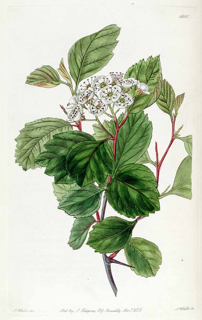 Illustration Crataegus douglasii, Par Edwards´s Botanical Register (vol. 21: t. 1810, 1836), via plantillustrations 