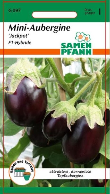 Illustration Solanum melongena cv. 'Jackpot', Par inconnu, via x 