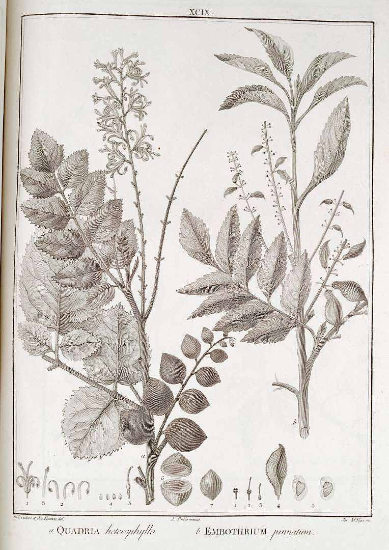 Illustration Gevuina avellana, Par Ruiz H., Pavon J. (Flora Peruviana, et Chilensis, Plates 1-152, vol. 1: t. 99, 1798-1802), via plantillustrations 