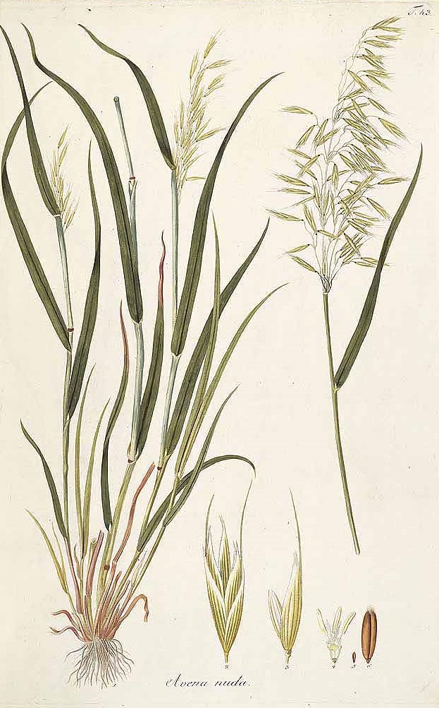 Illustration Avena nuda, Par Host, N.T., Icones et descriptiones graminum austriacorum (1801-1809) Icon. Descr. Gram. Austriac. vol. 3 (1805), via plantillustrations 