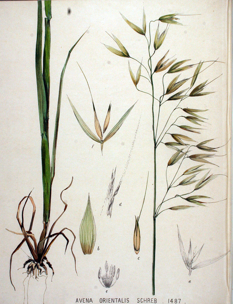Illustration Avena orientalis, Par Jan Kops  (1765?1849), Flora Batava. Afbeelding en beschrijving der Nederlandsche Gewassen. (1893), via wikimedia 