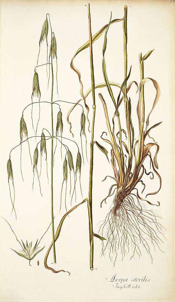 Illustration Avena sterilis, Par Jacquin, N.J. von, Icones plantarum rariorum (1781-1793) Icon. Pl. Rar. vol. 1 (1781), via plantillustrations 