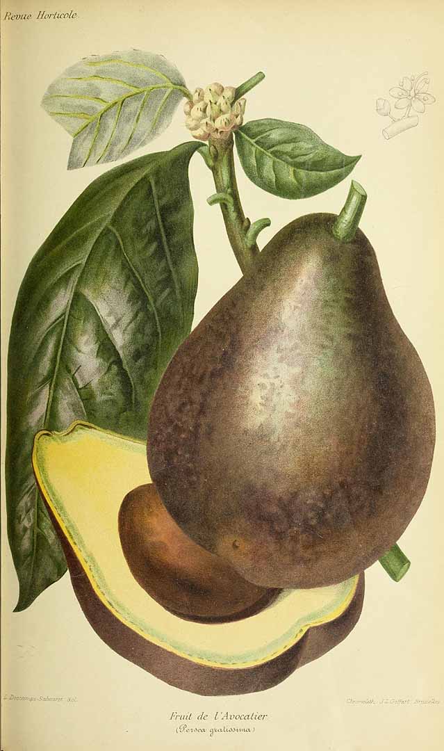 Illustration Persea americana, Par Revue horticole, sér. 4 (1852-1974) Rev. Hort. (Paris), ser. 4 vol. 72 (1900), via plantillustrations 