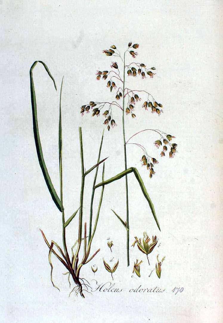 Illustration Hierochloe odorata, Par Kops et al. J. (Flora Batava, vol. 3: t. 170, 1814), via x 