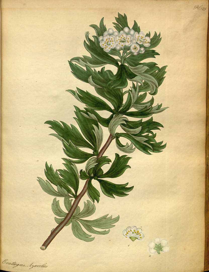 Illustration Crataegus azarolus, Par Andrews H.C. (The botanist´s repository, vol. 9: t. 579, 1809-1810), via plantillustrations 
