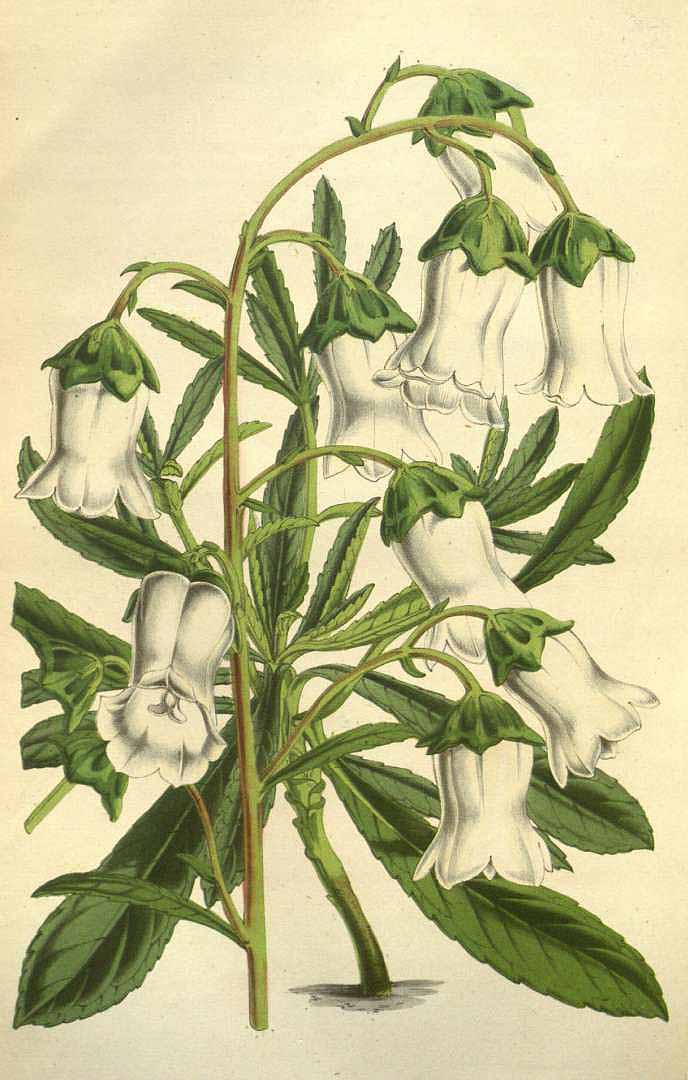 Illustration Azorina vidalii, Par Van Houtte, L.B., Flore des serres et des jardin de l?Europe (1845-1880) Fl. Serres vol. 7 (1851), via plantillustrations 