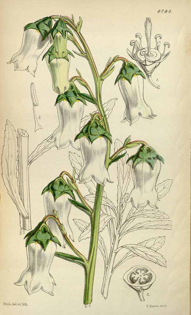 Illustration Azorina vidalii, Par Curtis, W., Botanical Magazine (1800-1948) Bot. Mag. vol. 79 (1853), via plantillustrations 