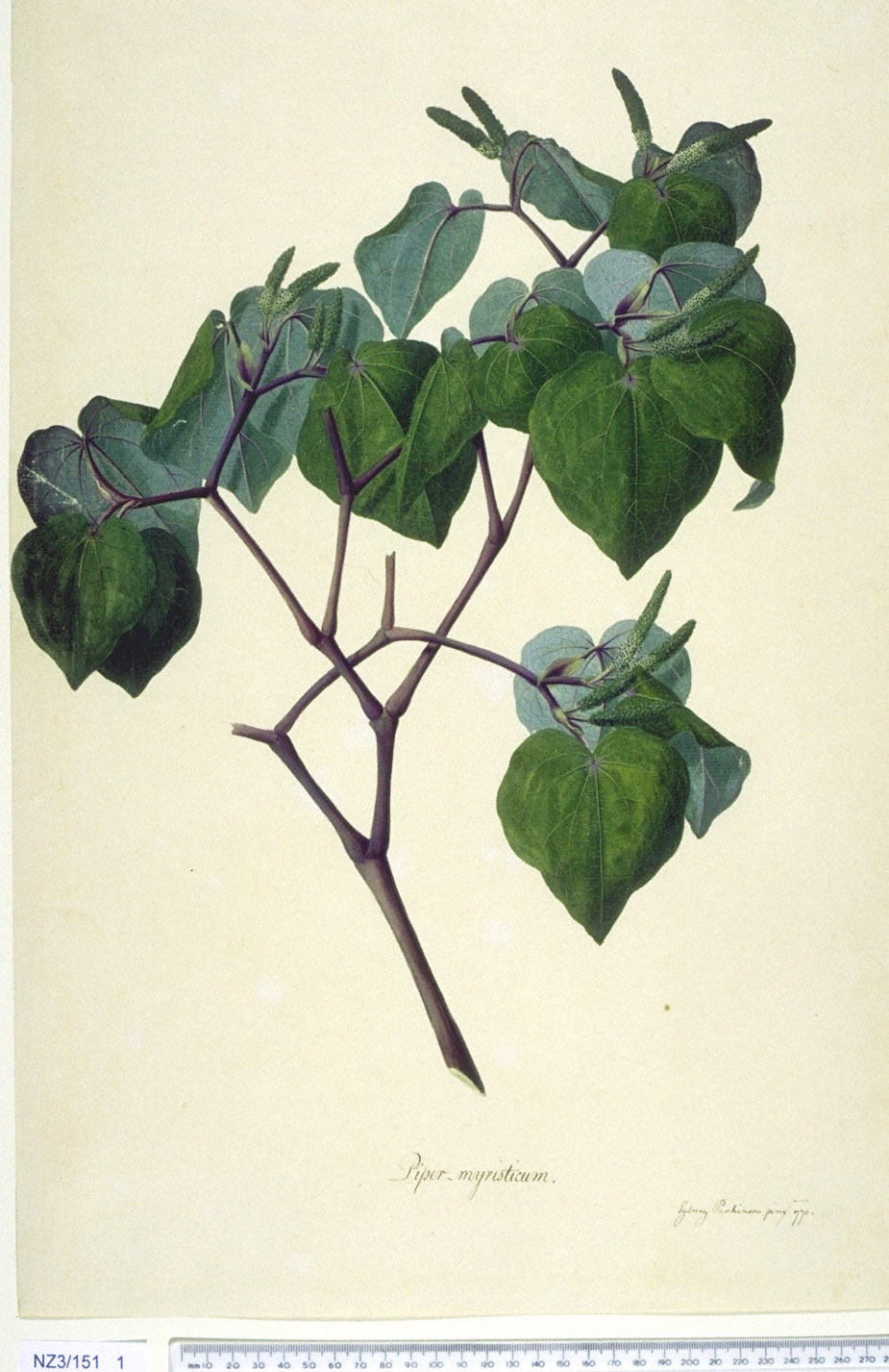 Illustration Macropiper excelsum, Par Sydney Parkinson, via "Natural History Museum, London" ("The Endeavour Botanical Illustrations") 