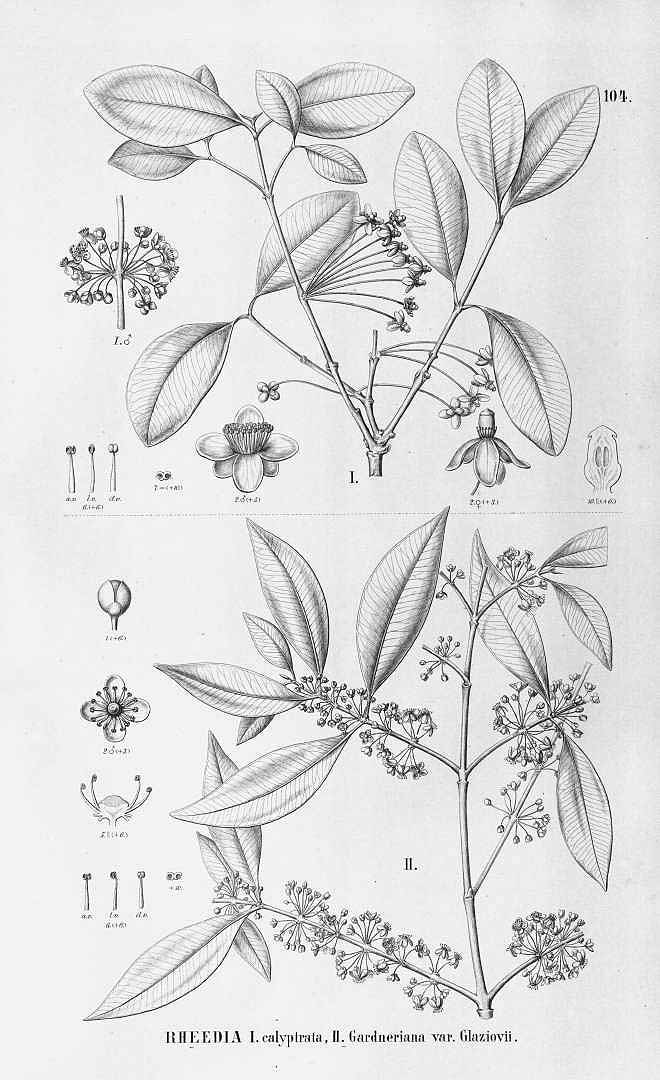Illustration Garcinia brasiliensis, Par Flora Brasiliensis (vol. 12(1): Heft 102, Heft 102, t. 104, 1888), via plantillustrations 