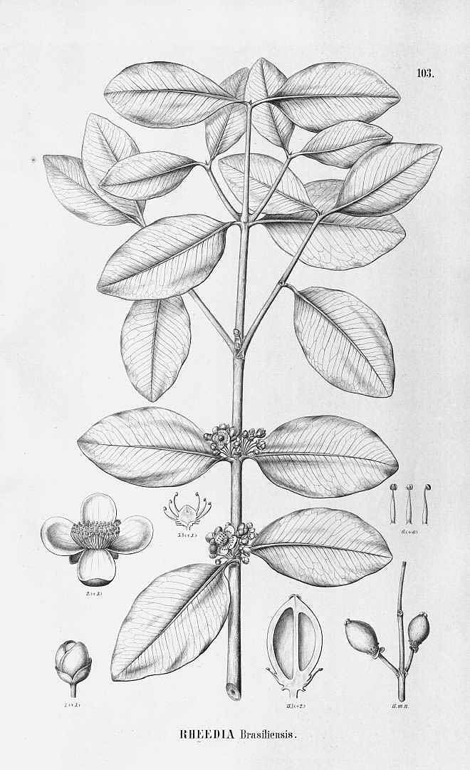 Illustration Garcinia brasiliensis, Par Flora Brasiliensis (vol. 12(1): Heft 102, Heft 102, t. 103, 1888), via plantillustrations 